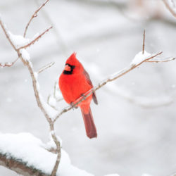 shutterstock_72097267